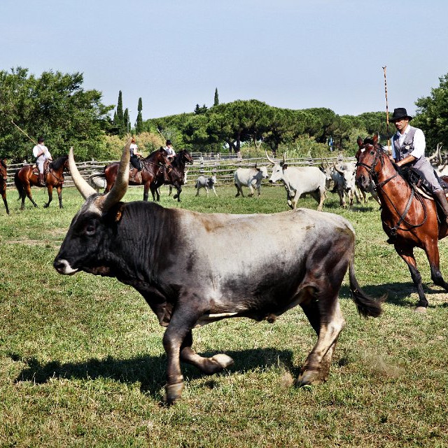 Butteri Cowboys in Maremma Tuscany