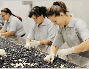 Manual grape selection - Monteverro Winery, Maremma Tuscany