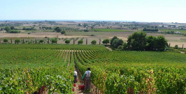 Grape Harvest in Tuscany - Monteverro Winery