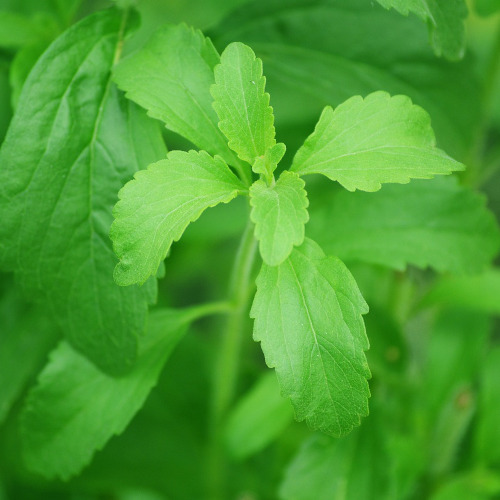 stevia from maremma tuscany