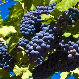 tuscany grape harvest maremma