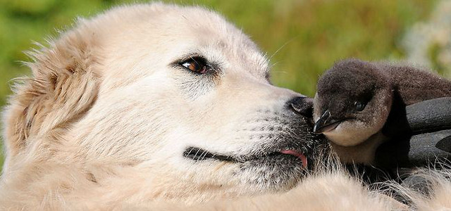 Maremma sheepdog and penguin, from Warrnambool City Council