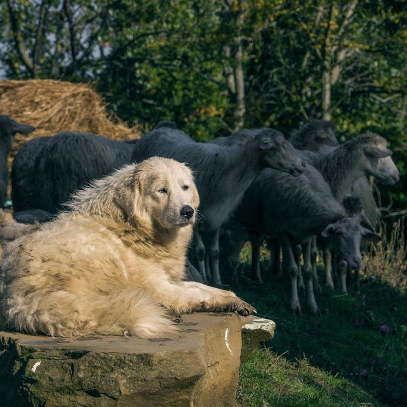 Maremma sheepdog