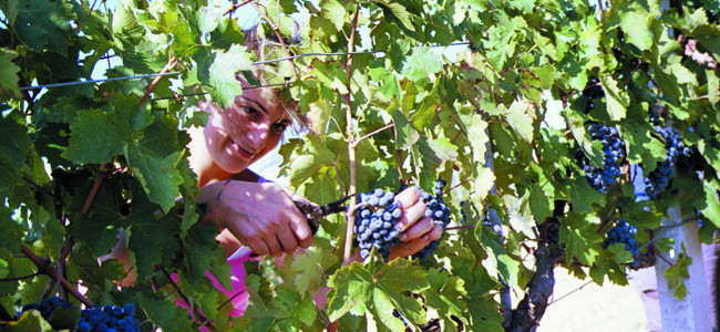 Moris Farms grape harvest