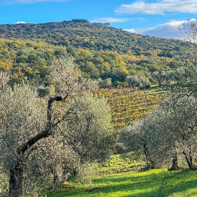 moris farms winery maremma tuscany.