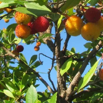argentario arbutus strawberry tree.