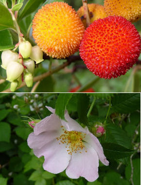 Strawberry tree fruit and rosa canina
