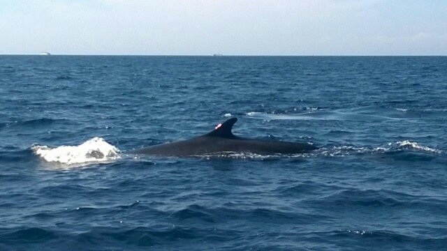 Whale in Tuscany, Argentario