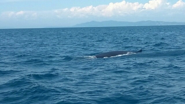 Whales spotted in southern Tuscany, Argentario - from Il Tirreno