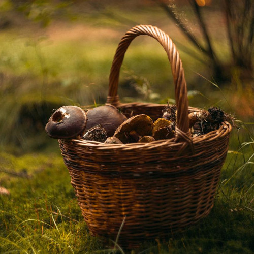 mushroom hunting maremma tuscany