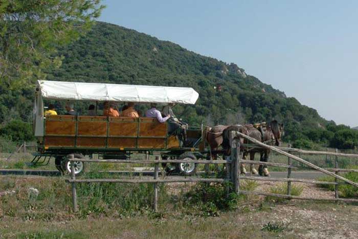 Chariot excursion in Maremma Regional Nature Park
