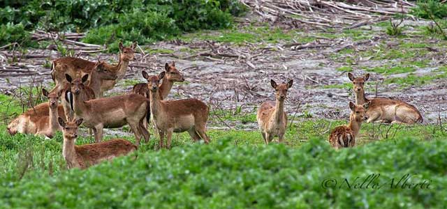 Meet the deer at Duna Feniglia Nature Reserve, Tuscany