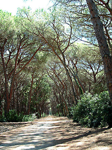The bike path in the park - photo by Risingson