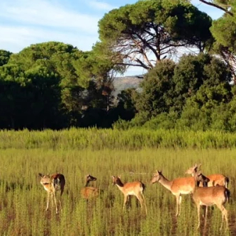 duna feniglia nature reserve