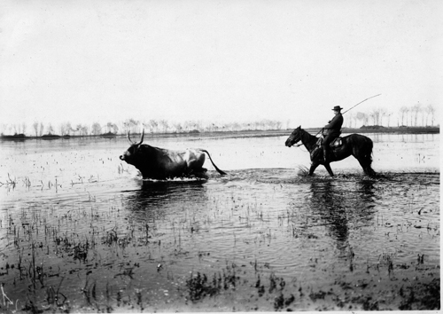 Old photo of a buttero cowboy in the swamps