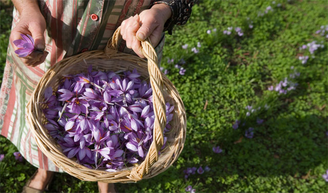 Hand harvest of saffron - image from www.salepepe.it