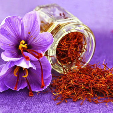saffron-tuscany maremma
