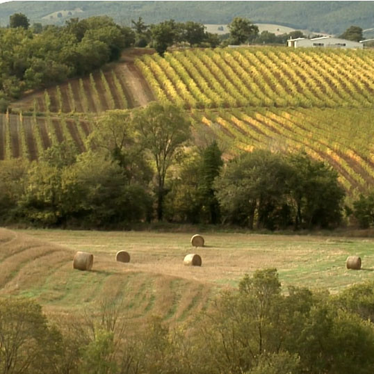 maremma vineyards tuscany
