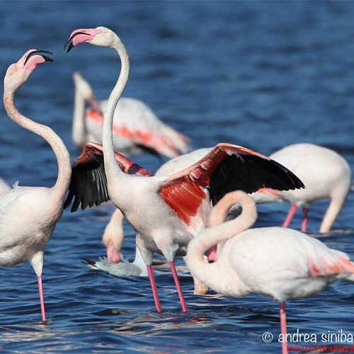 maremma photographer