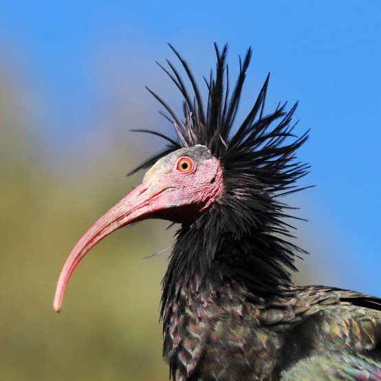 argentario ibis-Waldrapp-EU