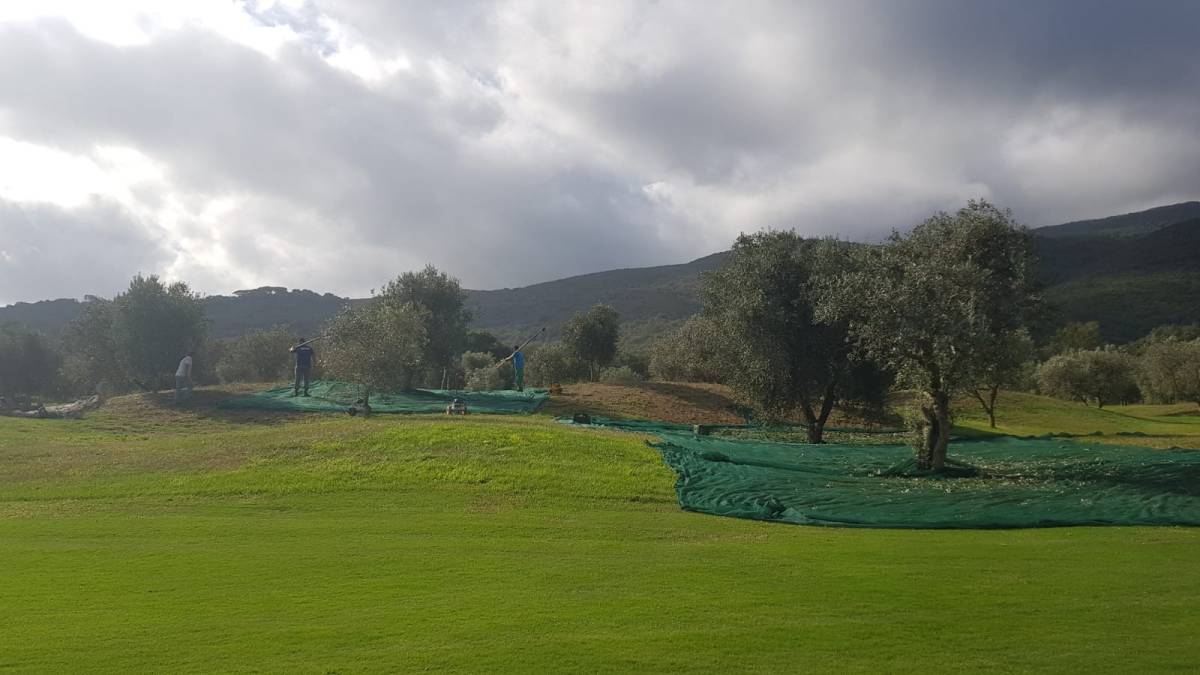 argentario olive harvest golf course