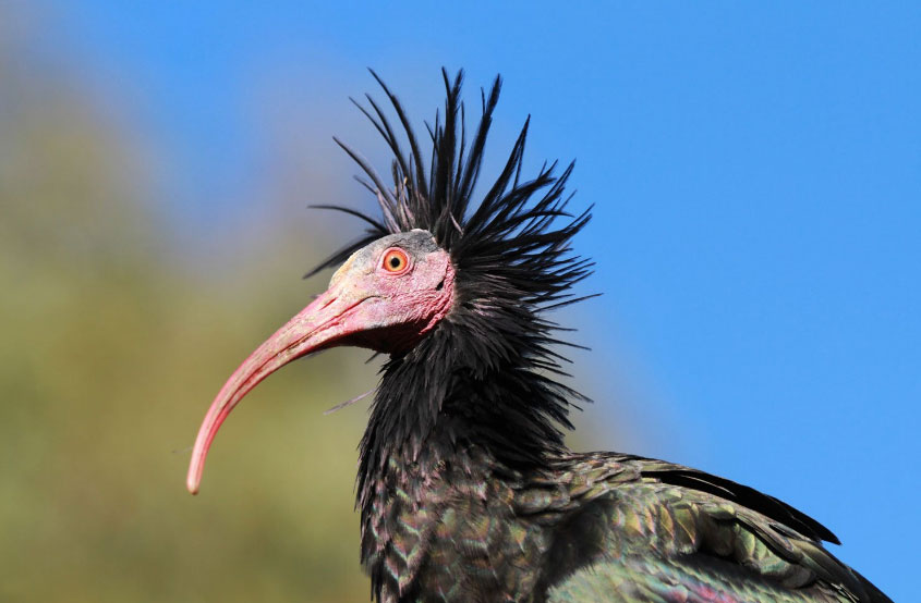 The Hermit Ibis Loves Maremma Tuscany! – MaremmaBlog