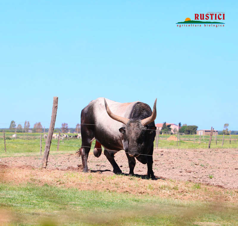 Vast spaces and quality food for the Maremma Cattle at Biologica Rustici. Photo by biologicarustici.it