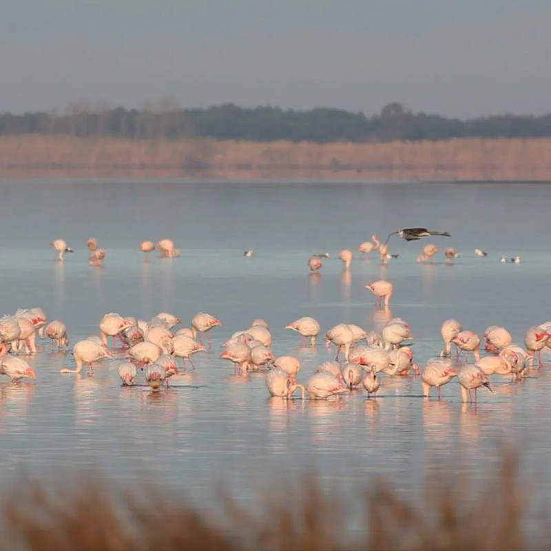burano oasis flamingoes by Fabio Cianchi.