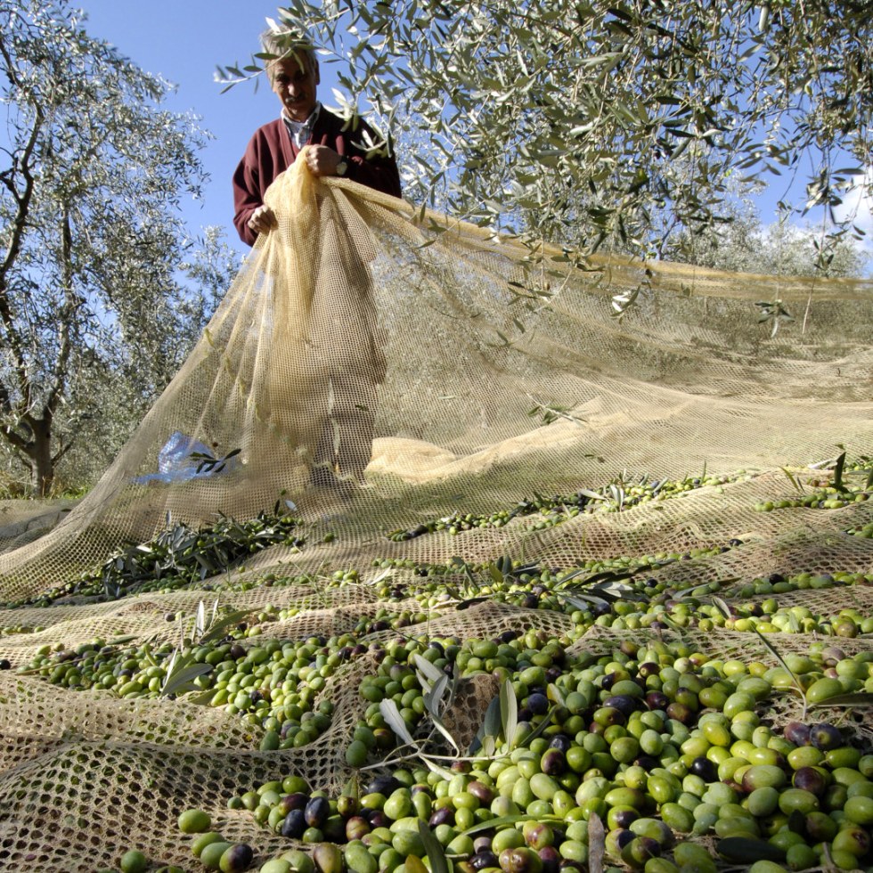 oil golf tuscany experience