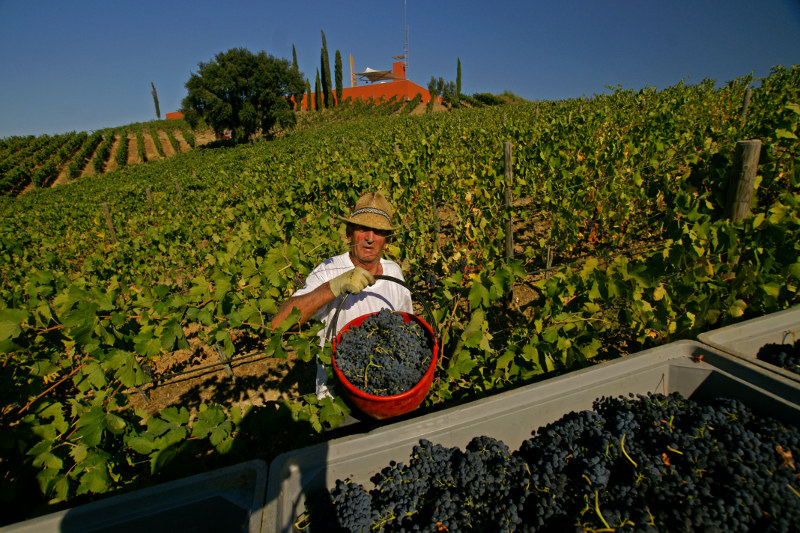 Grape Harvest at Rocca di Frassinello. Photo from Domini Castellare di Castellina castellare.it