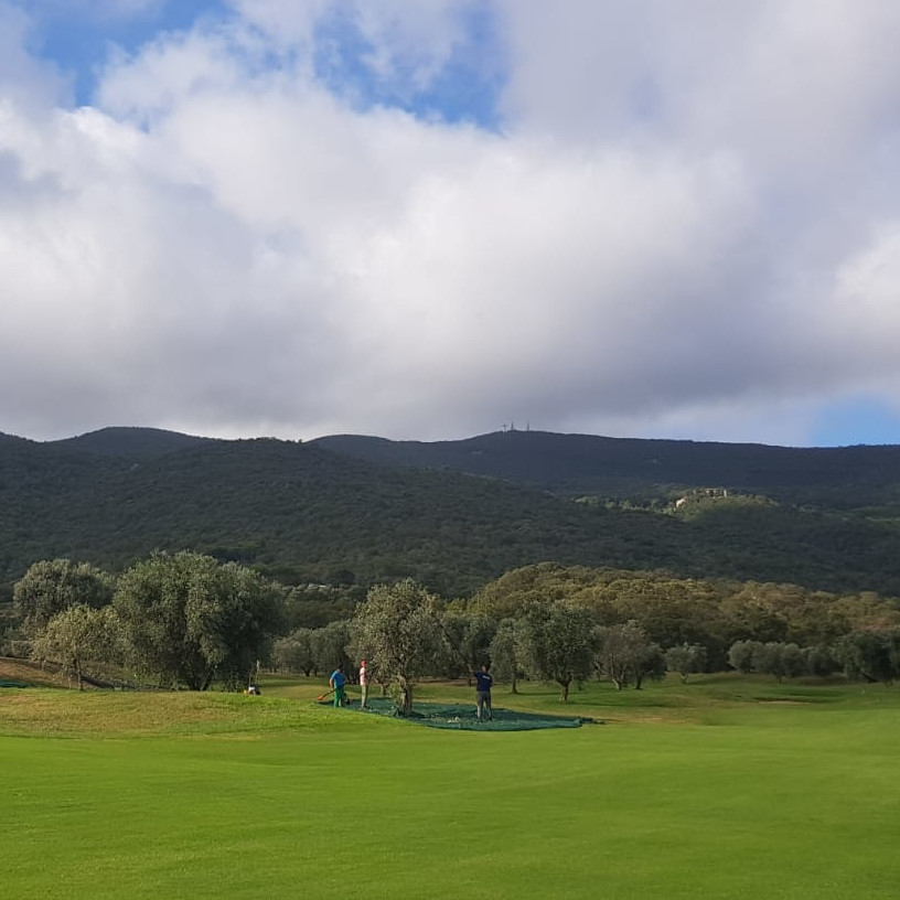 olive harvest on the golf course in tuscany