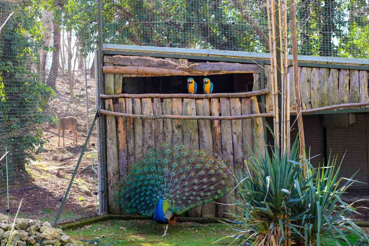 Animanatura Wild Sanctuary