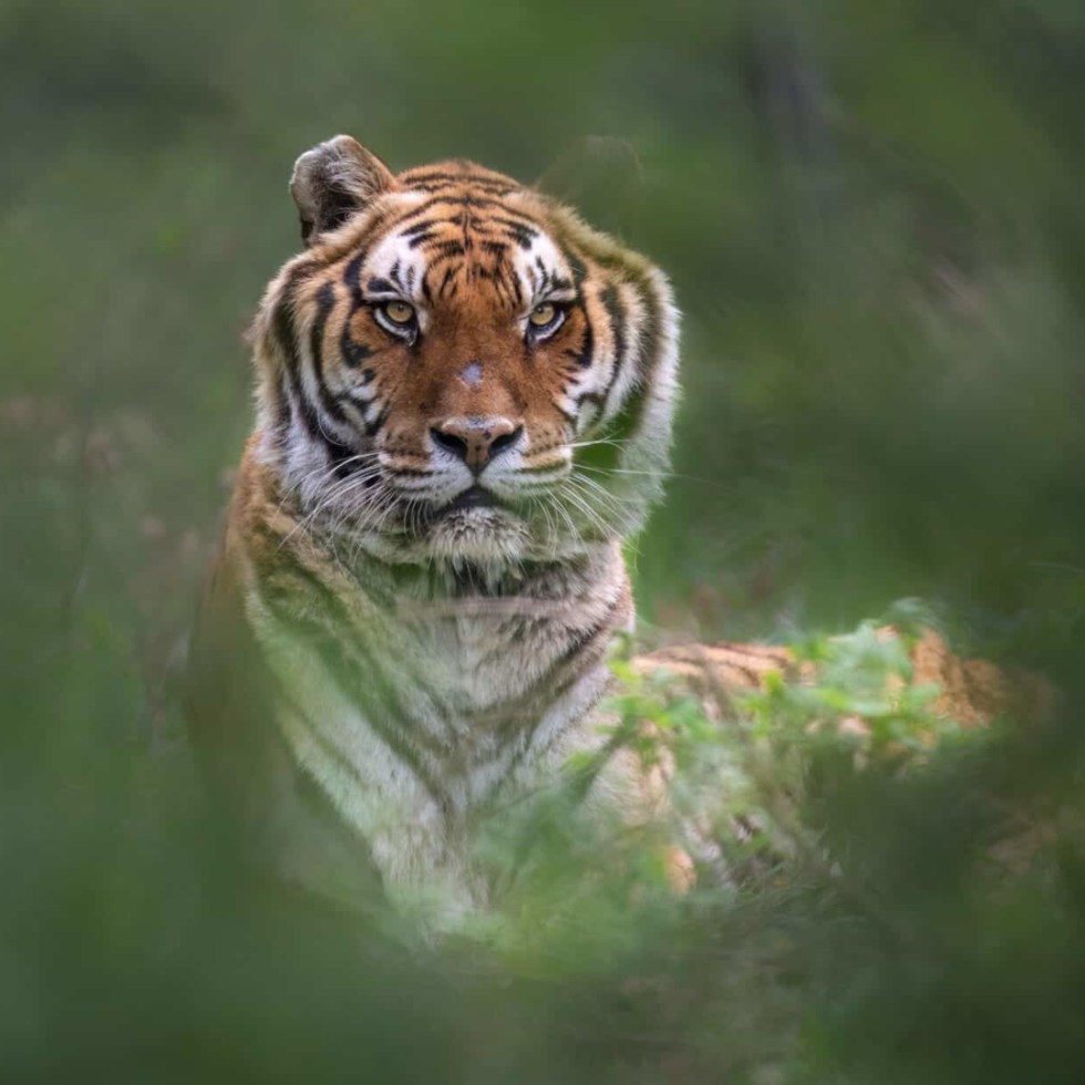 sandro tiger animanatura