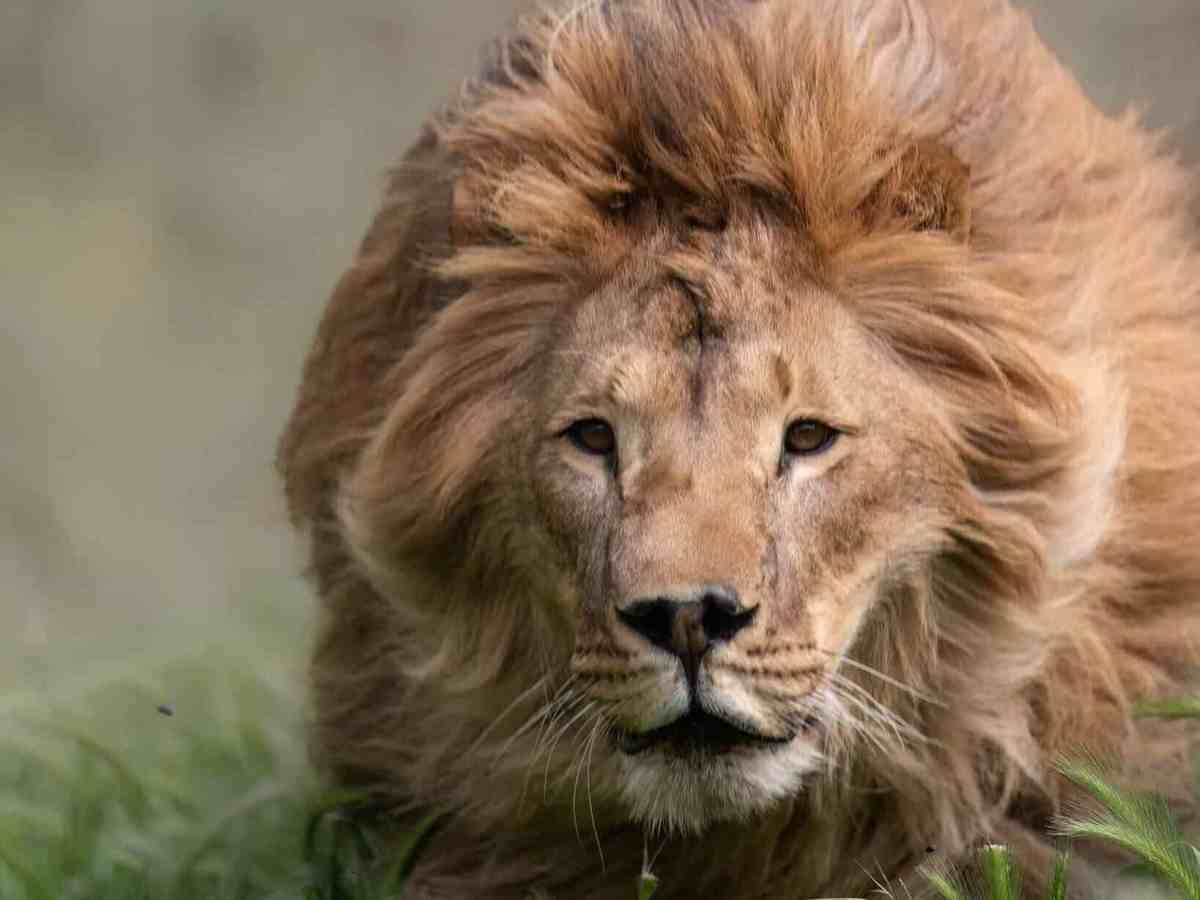 Animanatura Wild Sanctuary