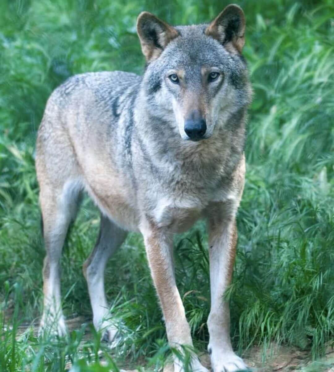 Animanatura Wild Sanctuary