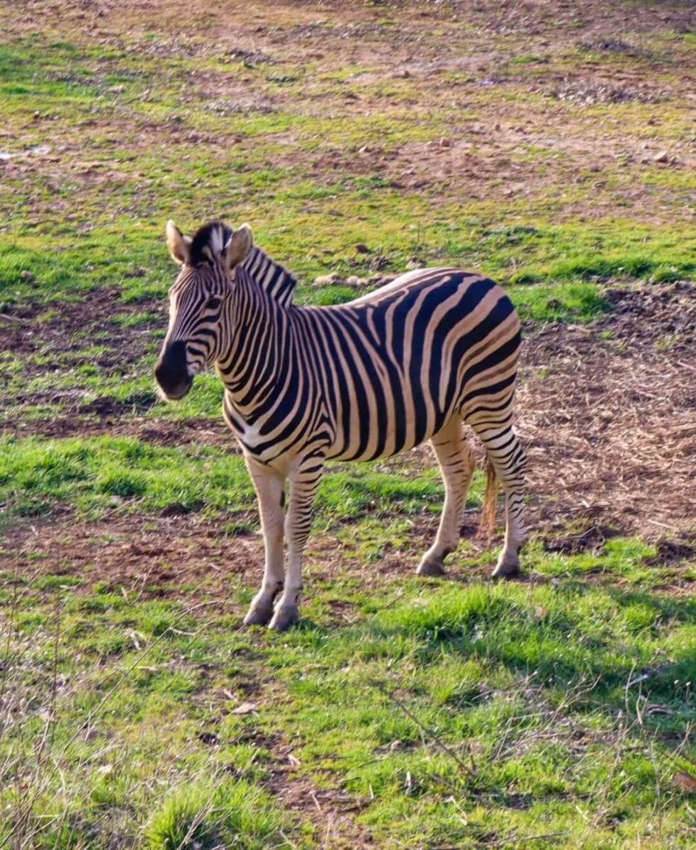 Animanatura Wild Sanctuary