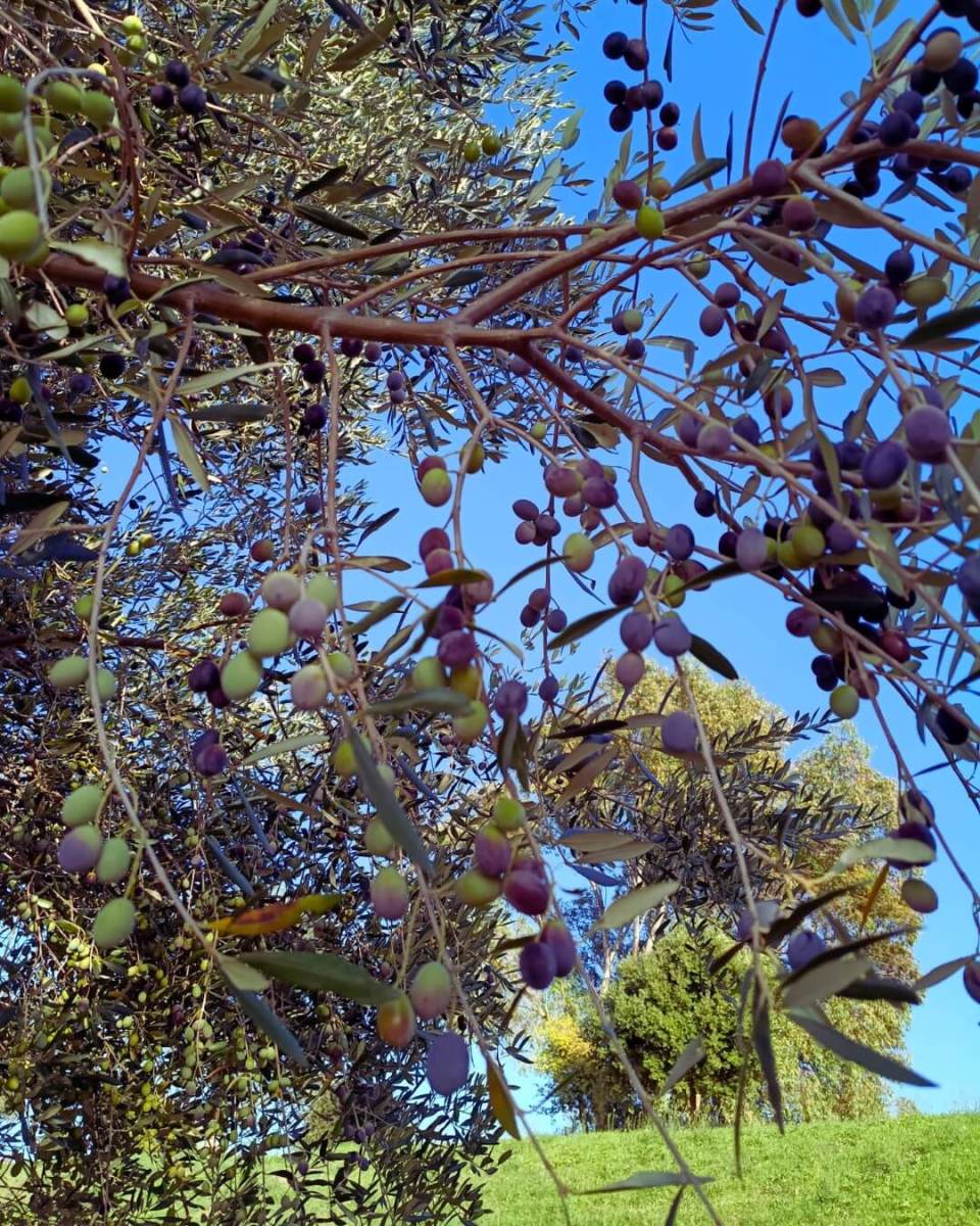 autumn argentario olive harvest 