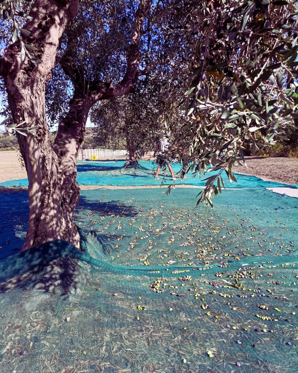 autumn argentario olive harvest 