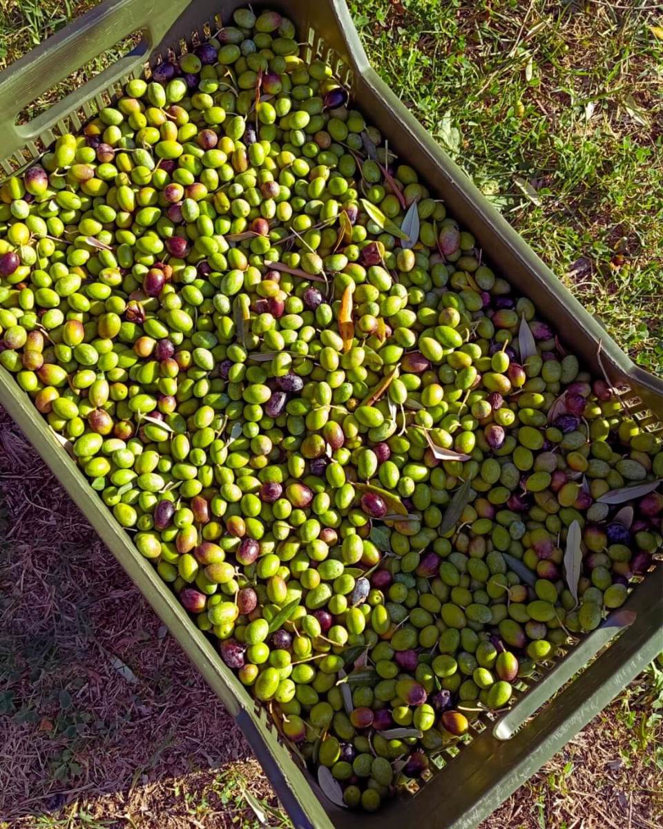 autumn argentario olive harvest 