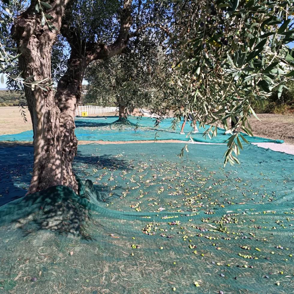 autumn in maremma olive harvest argentario